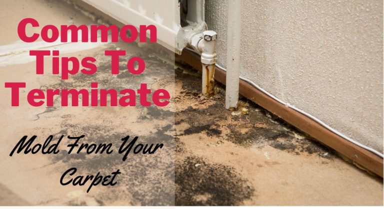 Common Tips To Terminate Mold From Your Carpet